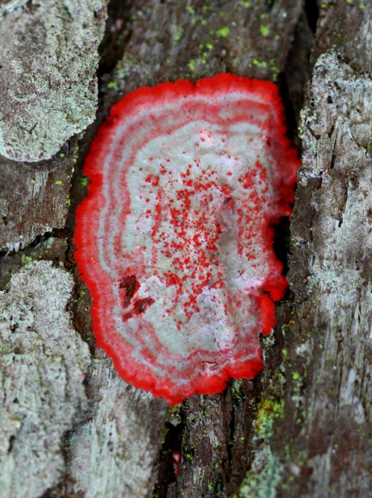 baton rouge lichen